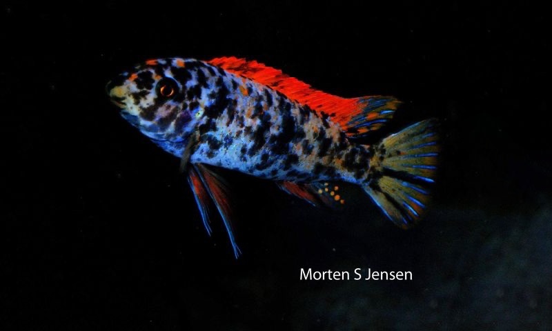 Labeotropheus trewavasae 'Mitande Reef (Rocks)'